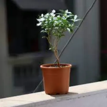 Jasmine Plants